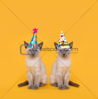 Cut Siamese Party Cats Wearing Birthday Hats