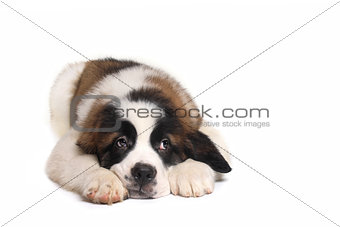 Saint Bernard Puppy With Sweet Expression