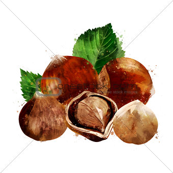 Hazelnut on white background. Watercolor illustration
