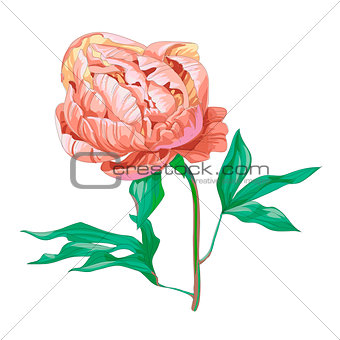 Beautiful pink peony flower isolated on white background. A large bud on a stem with green leaves. Botanical vector Illustration.