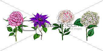 Set of colorful blooming flowers and leaves isolated on white background. Rose, peony, clementis and phlox. Botanical vector. Floral elemets for your design