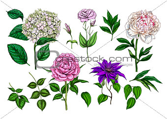 Set of colorful blooming flowers and leaves isolated on white background. Rose, peony, clementis, phlox and eustoma. Botanical vector. Floral elemets for your design.