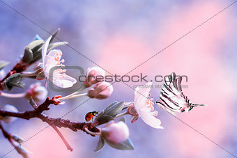 Beautiful sakura flower cherry blossom with ladybug and butterfly. Greeting card background template. Shallow depth. Soft pink and purple toned. Copy space