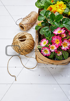 Spring flower primula in wicker basket