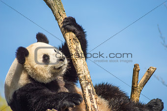 Giant panda sitting on a wooden platform in a wildlife park 