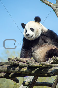 Giant panda sitting on a wooden platform in a wildlife 
