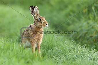 Beautiful Norfolk wild hare sat on grass