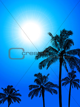 Palm trees silhouette over blue sunny sky