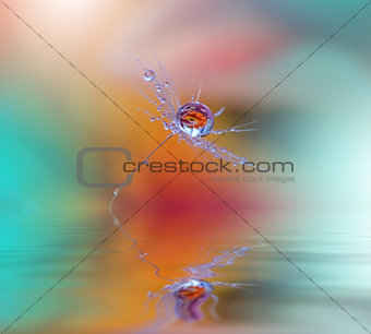 Abstract macro photo with dandelion and water drops.