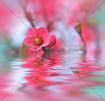 Beautiful flowers reflected in the water, spa concept .Spa still life. Abstract macro photo .