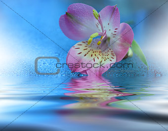 Beautiful flowers reflected in the water, spa concept .Floral fantasy design.