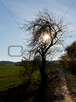 Silhouette of tree, dirt road and field in autumn.