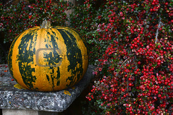 Green and orange striped pumpkin with bright red berries