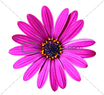 Flower of African daisy