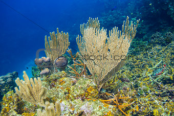 Living coral reef
