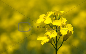 yellow rapeseed flower in bloom during spring