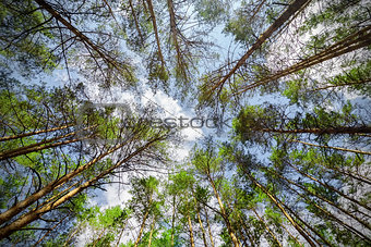 Trees and sky from below