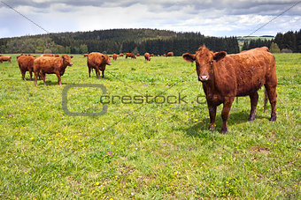 Cattle on pasture