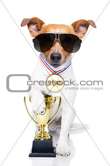 winner trophy  dog 
