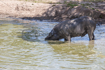 Black iberian pig enjoying the pond, Extremadura, Spain