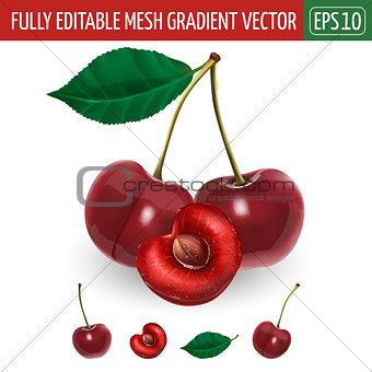 Cherry on white background. Vector illustration