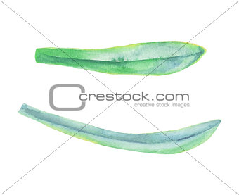 Watercolor green leaf plant decoration on white background