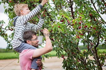 family picking cherries