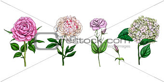 Set of colorful blooming flowers and leaves isolated on white background. Rose, peony, phlox and eustoma. Botanical vector. Floral elements for your design.