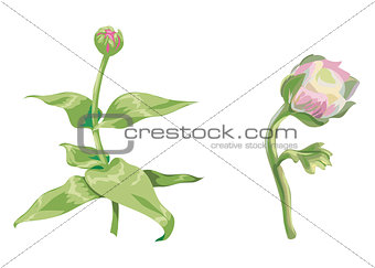 Beautiful pink zinnia and peony flowers isolated on white background. Unblown buds on a stem with green leaves. Botanical vector Illustration.