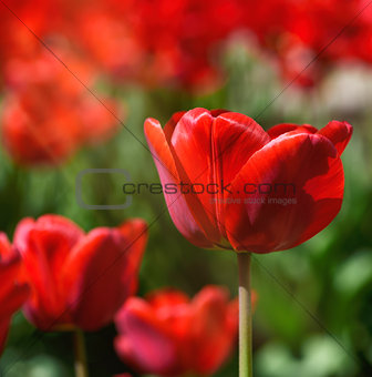 field of red blossoming tulips on a sunny day