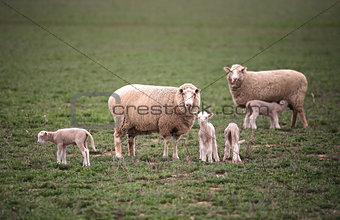 Ewes wih their lambs