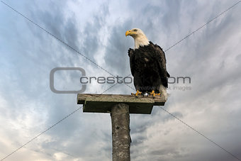 American Bald Eagle Perched on a Pole