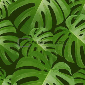 Background with tropical palm leaves. Exotic tropical plants.