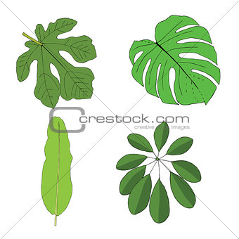 Hand drawn tropical leaves set. Vector illustration.