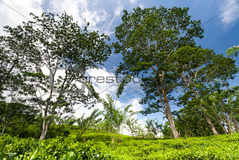 Tea shrubs, trees surrounded by tropical woods.
