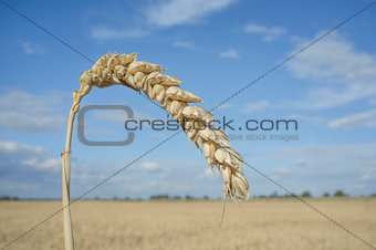 One grain ear at wheat field over blue sky