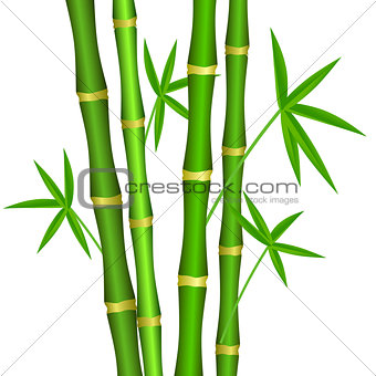 Green bamboo stems with leaves on a white background.