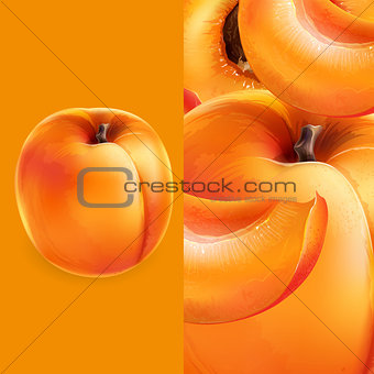 Apricot and slices. Vector illustration