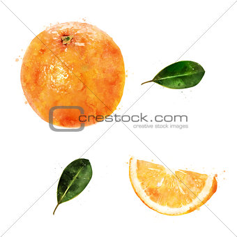 Orange on white background. Watercolor illustration