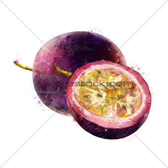 Passionfruit on white background. Watercolor illustration