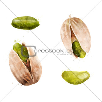 Pistachios on white background. Watercolor illustration