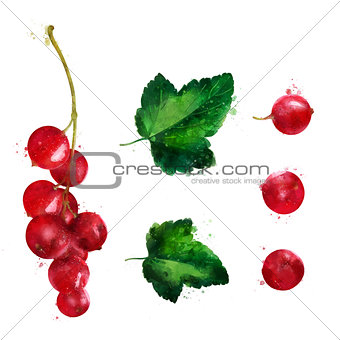 Red currant on white background. Watercolor illustration