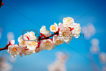Apricot blossom. Fresh spring background