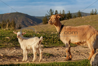 Mother goat and her kid