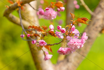 Blossom tree over nature background
