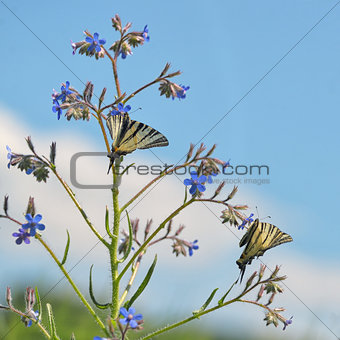 Swallowtail Butterlflies 
