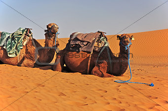 Camels in the Sahara in Morocco lie on the sand and wait for the tourists.
