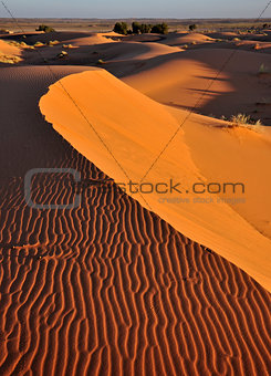 Dune Erg Chebbi in Morocco with three beetles and their tracks in the sand.