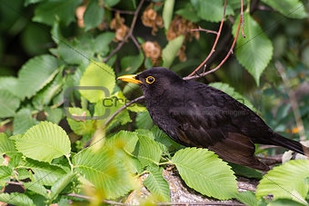 Blackbird (Turdus merula) in the bushes