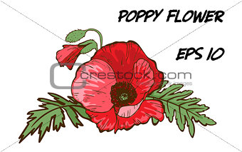 Hand-drawn illustration of red poppy flower isolated on white background. A large bud with green leaves. Botanical floral elements for your design.
